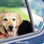 How To Remove Dog Hair From Your Car