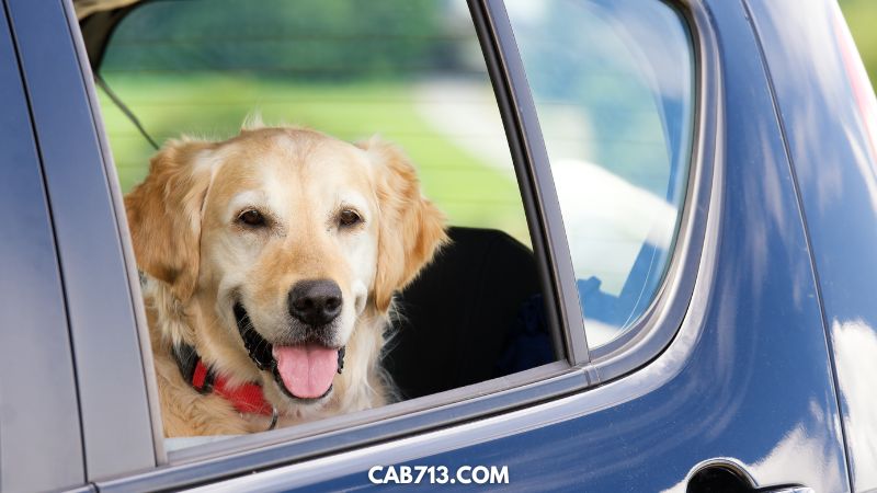 How To Remove Dog Hair From Your Car